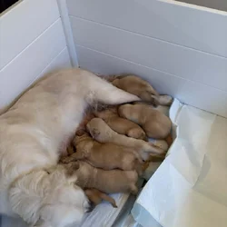 (Golden)Red Retrievers