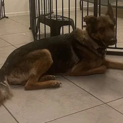 Shyla: Loving Adult German Shepherd