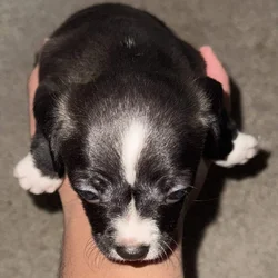 Chihuahua with merle eye color different