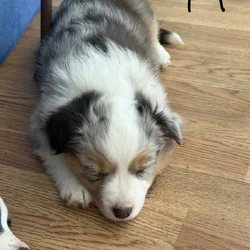Mini Aussie puppies