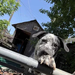 Dalmatian mix male for Sale