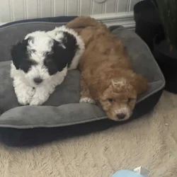 HAVAPOO puppies