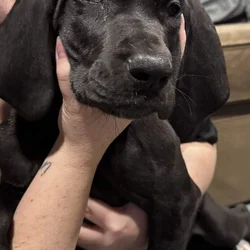 10 week old Great Dane pup