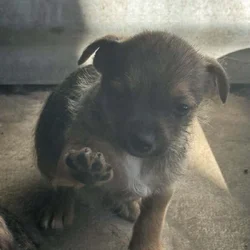 Chihuahua mix