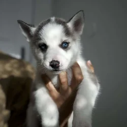 Loving Husky Pups Looking for there forever home