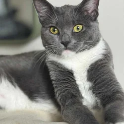 Cat Rehoming