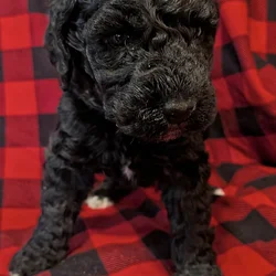 6 week old Golden Sheepadoodle Pup