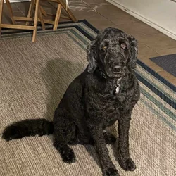Loving GoldenDoodle looking for new home