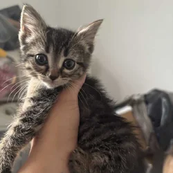 Last female kitten 2 m/o