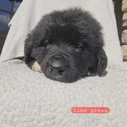 Great Pyrenees/Newfoundland