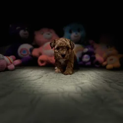 Toy poodles