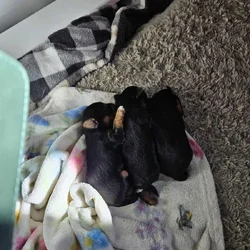 Yorkie puppies
