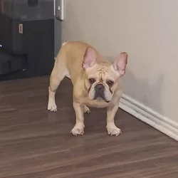 french bulldog
