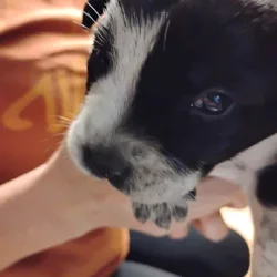 Aussiedor Puppies, Available End of March