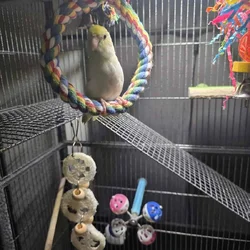Male Parrotlet