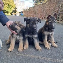 Looking for a home to German shepherd puppies