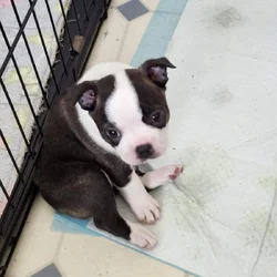 Boston Terrier Babies