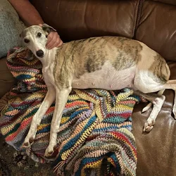 Whippet puppies AKC