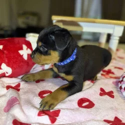 Rottweiler- Blue