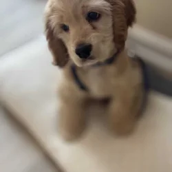 Furever family