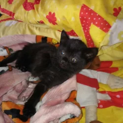 Cutie Kitten