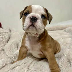 English bulldog puppy