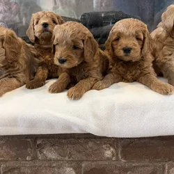 Medium Goldendoodle puppies
