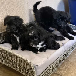 Toy poodle/Papillon puppies