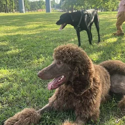 Standard Poodle Re-Home