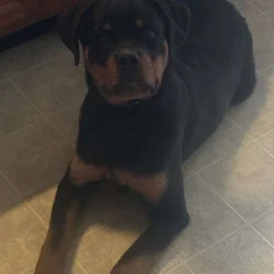 AKC German Rottweiler