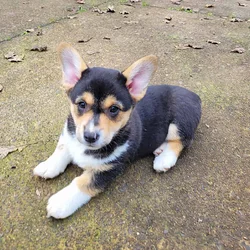 Fun Loving Corgi Puppies Ready for Their New Homes