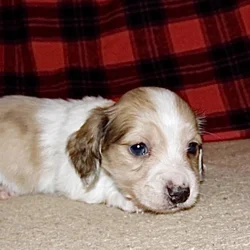Dachshund Mini AKC English Cream Piebald Dapple