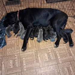 Puppies for sale
