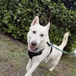 White Swiss Shepherd l