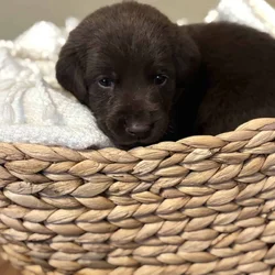 Full Breed Female Chocolate Labrador Retriever