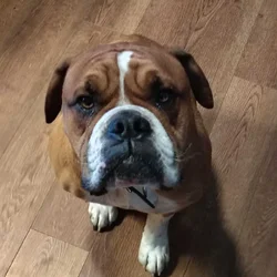 Mack, 3 years old, fully housetrained.