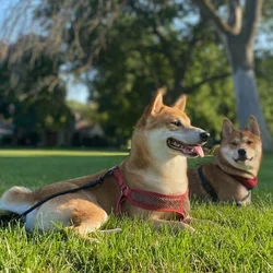 Beautiful purebred Shiba Inu puppies available