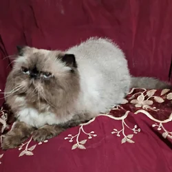 Persian cat