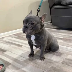 Loving 4-Year-Old French Bulldog – Raven – VA