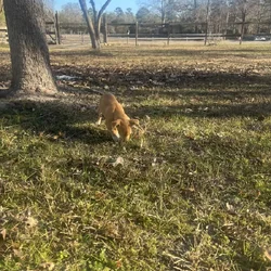 Chihuahua/dachsund