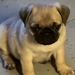 Pure pug puppies