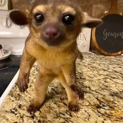 Honey Bear