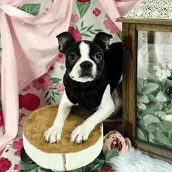 Boston terrier for sale