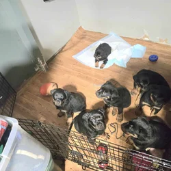 AKC registered Rottweiler puppies