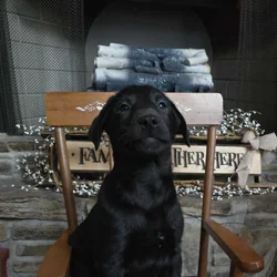Labrador retriever