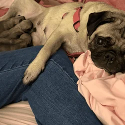 Pug puppies for sale