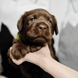 Beautiful Labrador Retriever wants youuuuuuuuuuuu