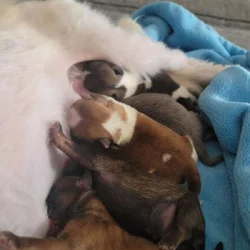 Shihtzu puppies available April 4th