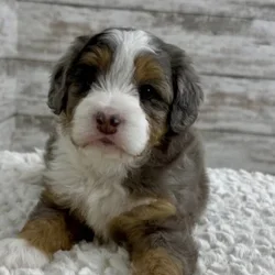 Mini bernadoodle