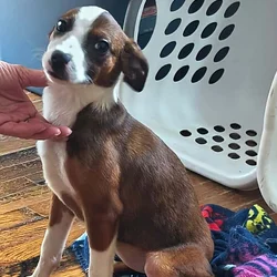 Border collie & Australian shepard puppies